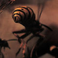 “Bees” introduction