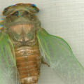 Cicada Pumping Its Wings poster