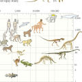 Brain Mass charts