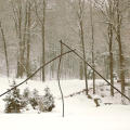 Larkin's Twig