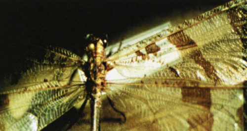 “Mimic” Title Sequence