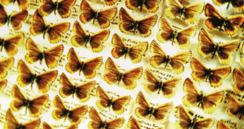 “Mimic” Title Sequence