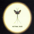 Mayfly 13-Hour Sale