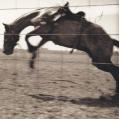 Bygone Days: 1907–1957 Photographs by John Penor and Family