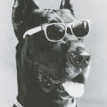 Rex Three "Dog" Brochure ("Woof")