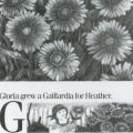 Alison's Zinnia