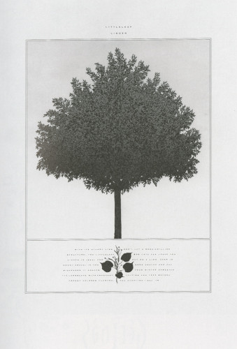 Littleleaf Linden