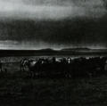 After Barbed Wire: Cowboys of Our Time