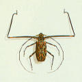 Entomology