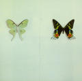 Entomology Brochure