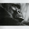 World of Primates