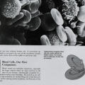 A Guided Tour of The Living Cell