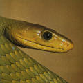 A World of Animals: The San Diego Zoo and The Wild Animal Park