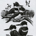 Field Guide to the Birds of North America