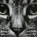 The Indispensable Cat