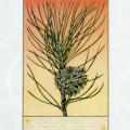 Ponderosa Pine