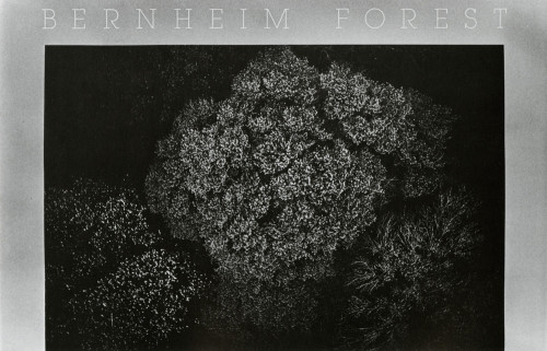 Bernheim Forest