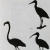 The Audubon Society Encyclopedia of North American Birds