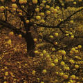 Intimate Landscapes, Photographs by Eliot Porter