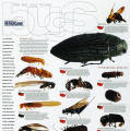 Bugs That Eat Your House