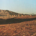 "Desert Bloom"