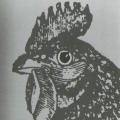Introducing contact lenses for chickens
