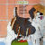 Fold-it Sheepdog/Shampoo (Instructional Puzzle)