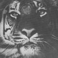 "Lady and the Tiger"