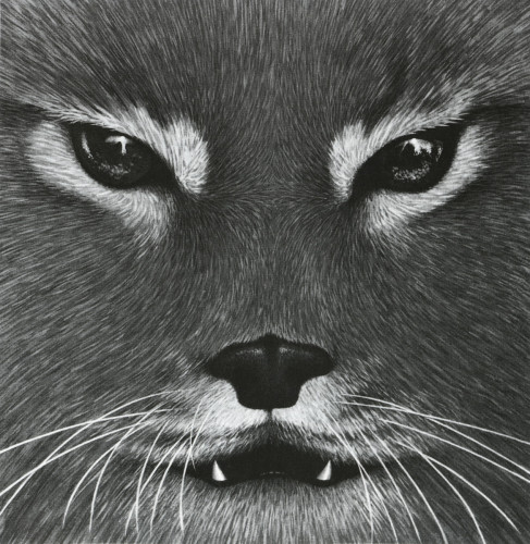Lynx