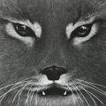 Lynx