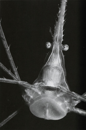 Arrow Crab
