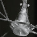 Arrow Crab