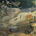 Life in a Mountain Stream