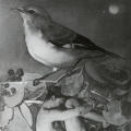 April/Mockingbird