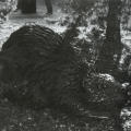 Beaver