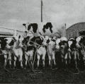 Breeding the Perfect Cow