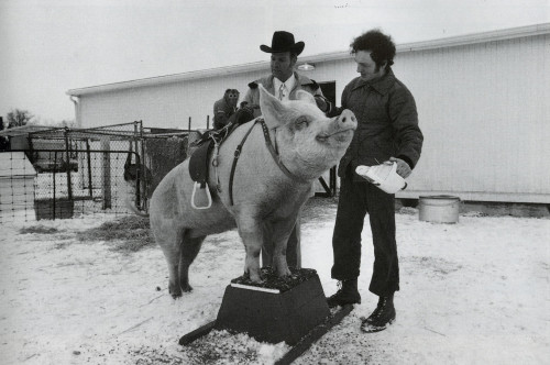 The Joy of Pigs