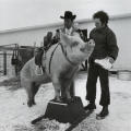 The Joy of Pigs