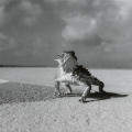 Where Oil and Wildlife Mix