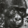 Los Angeles Zoo