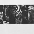 Talkstarters: At the Zoo kit
