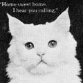 “Come home, Tom”