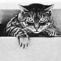 “Who let the cat out of the box?”
