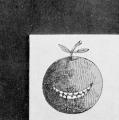 If Apples had Teeth, jacket