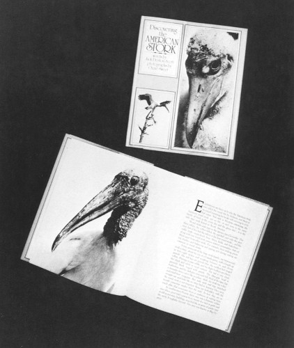 Discovering the American Stork