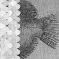 Poisson, booklet