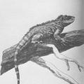 Vanishing Species