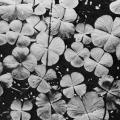 Biology of Plants