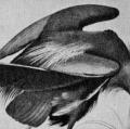 John James Audubon