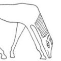 Ancient Greek Horsemanship